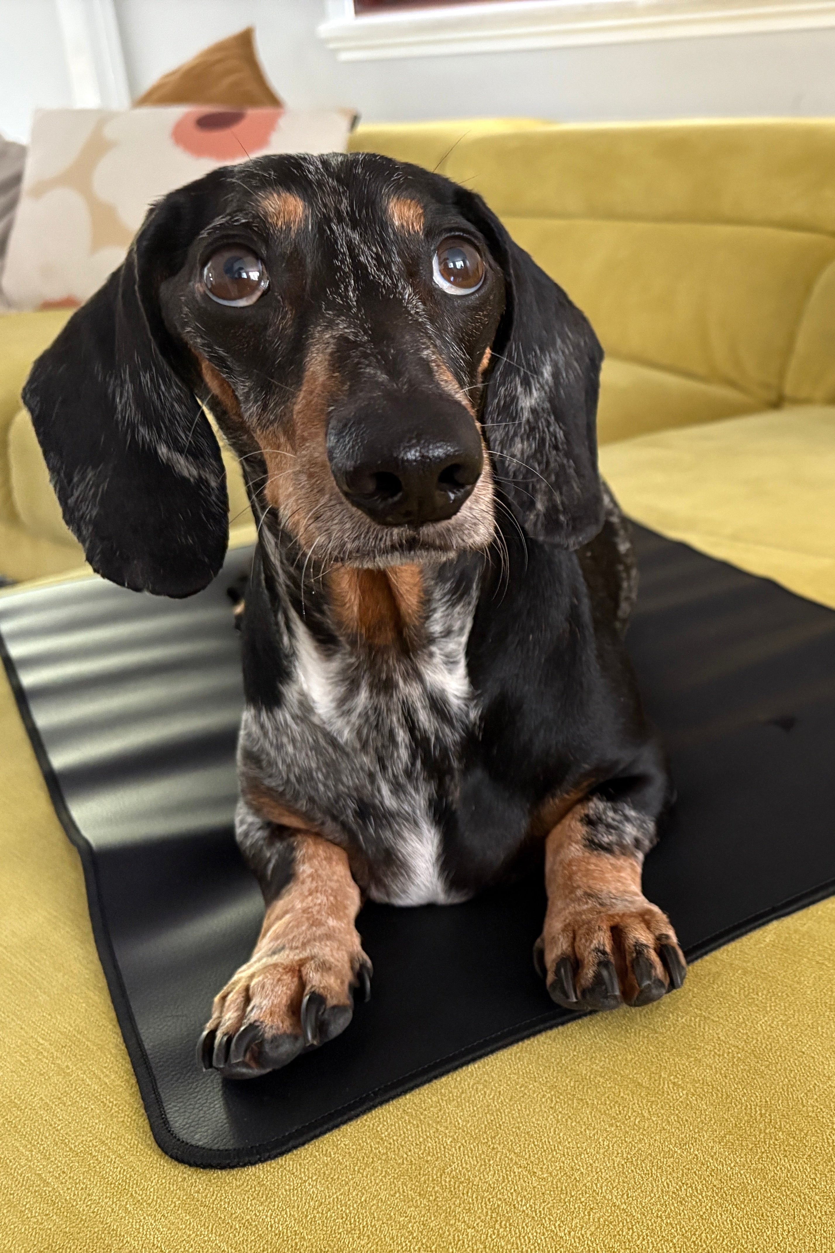 Pet Grounding Mat - Help Your Pet Relax & Sleep Better