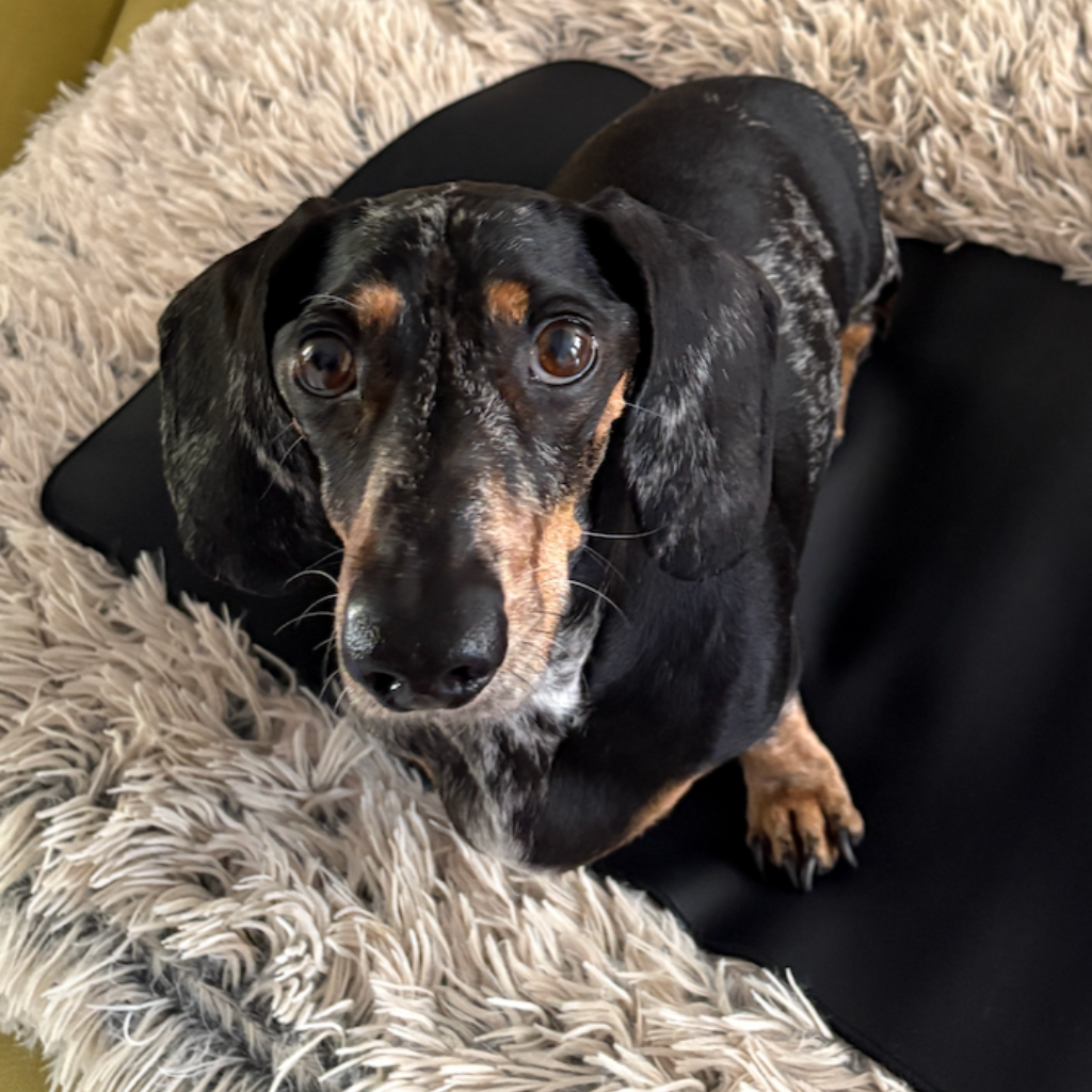 Pet Grounding Mat - Help Your Pet Relax & Sleep Better grounding product for sleep, stress relief and recovery | Organic Earthing